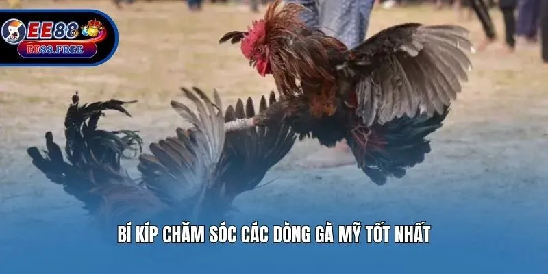 Bí kíp chăm sóc các dòng gà mỹ tốt nhất