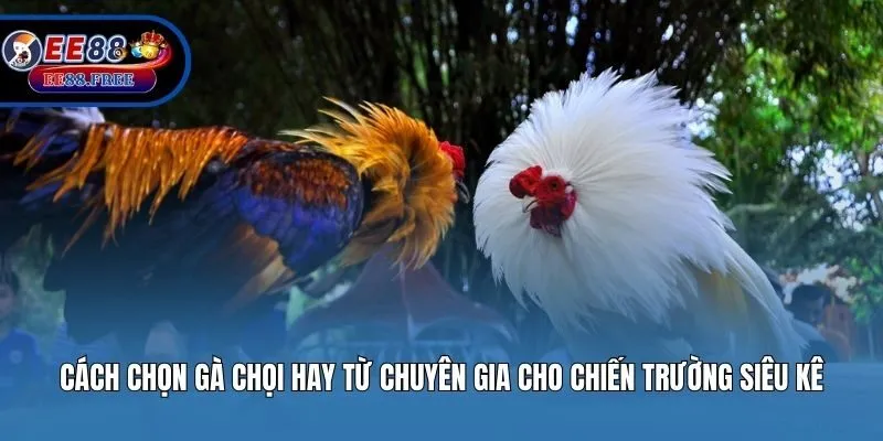Cách Chọn Gà Chọi Hay Từ Chuyên Gia Cho Chiến Trường