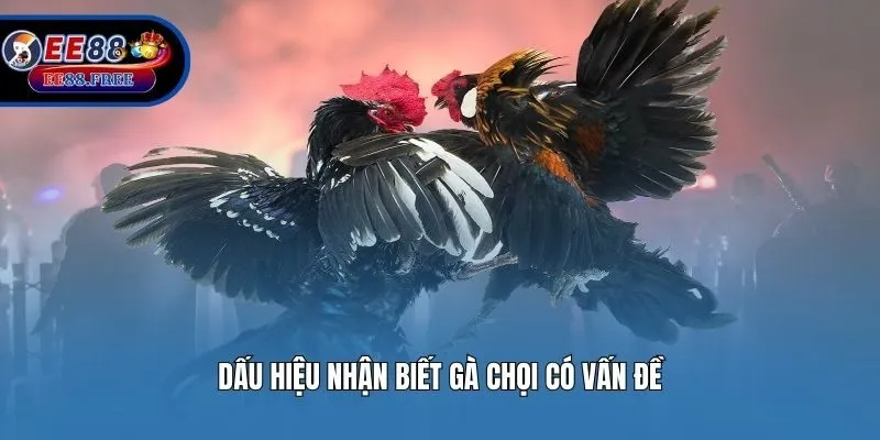 Dấu hiệu nhận biết gà chọi có vấn đề