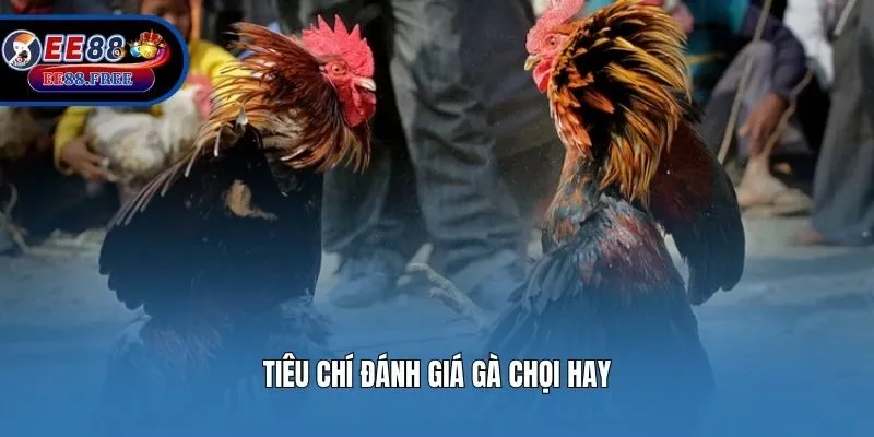 Tiêu chí đánh giá gà chọi hay
