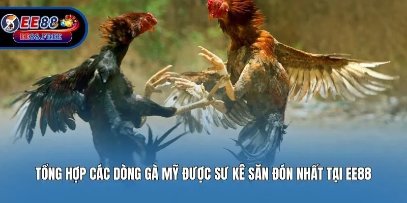 Tổng Hợp Các Dòng Gà Mỹ Được Sư Kê Săn Đón Nhất Tại EE88