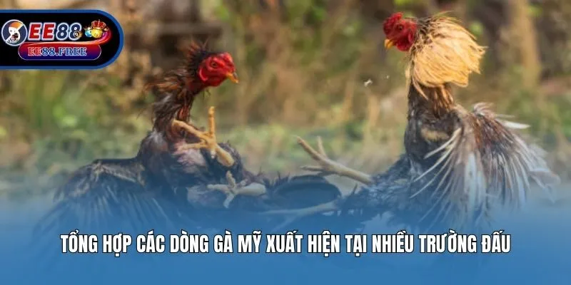 Tổng hợp các dòng gà mỹ xuất hiện tại nhiều trường đấu